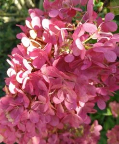 Rispenhortensie `Vanille-Fraise´ Hydrangea Paniculata `Vanille Fraise´ 13 Rispenhortensie `Vanille-Fraise´ Hydrangea Paniculata `Vanille Fraise´ -Deutschland Gartenbedarf Verkäufe 2024 Vanille fraise August