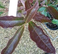 Amerikanischer Schneeball `Brandywine´ Viburnum Nudum `Brandywine´ 12 Amerikanischer Schneeball `Brandywine´ Viburnum Nudum `Brandywine´ -Deutschland Gartenbedarf Verkäufe 2024 Viburnum Brandywine Herbstf rbung