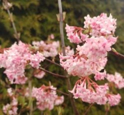 Duftender Winterschneeball `Dawn´ Viburnum Bodnantense `Dawn´ 8 Duftender Winterschneeball `Dawn´ Viburnum Bodnantense `Dawn´ -Deutschland Gartenbedarf Verkäufe 2024 Viburnum Dawn2