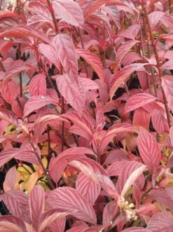 Duftender Winterschneeball `Dawn´ Viburnum Bodnantense `Dawn´ 9 Duftender Winterschneeball `Dawn´ Viburnum Bodnantense `Dawn´ -Deutschland Gartenbedarf Verkäufe 2024 Viburnum bodnantense dawn herbstf rbung