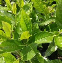 Amerikanischer Schneeball `Brandywine´ Viburnum Nudum `Brandywine´ 11 Amerikanischer Schneeball `Brandywine´ Viburnum Nudum `Brandywine´ -Deutschland Gartenbedarf Verkäufe 2024 Viburnum nudum 2