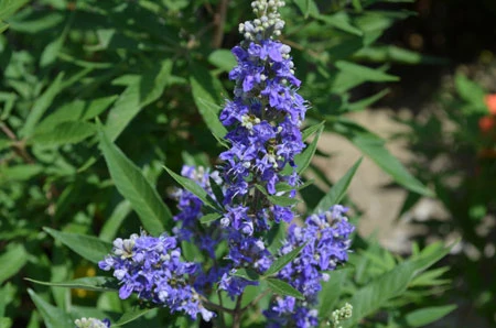 Zwerg-Mönchspfeffer `Blue Puffball´ ® Vitex Agnus-castus 2 Zwerg-Mönchspfeffer `Blue Puffball´ ® Vitex Agnus-castus – Bild 2