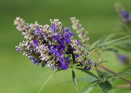 Zwerg-Mönchspfeffer `Blue Puffball´ ® Vitex Agnus-castus 3 Zwerg-Mönchspfeffer `Blue Puffball´ ® Vitex Agnus-castus – Bild 3