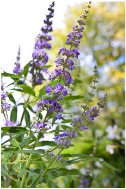 Mönchspfeffer Vitex Agnus Castus -Deutschland Gartenbedarf Verkäufe 2024 Vitex M nchspfeffer