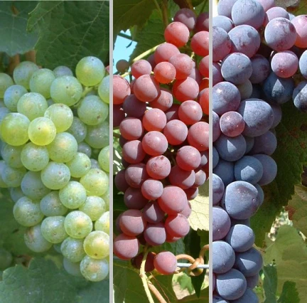 Weinreben Set - Rosé, Hell, Dunkel Vitis 7 Weinreben Set - Rosé, Hell, Dunkel Vitis -Deutschland Gartenbedarf Verkäufe 2024 Weinreben Set mit krodiranka5836c7bd985c4592e64a3c80b8