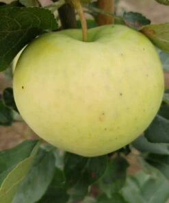 Weißer Klarapfel Malus Domestica -Deutschland Gartenbedarf Verkäufe 2024 Weisser Klarapfel 1
