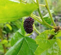 Deutschland Gartenbedarf Verkäufe 2024 13 Veredelte Maulbeere `Wellington´ Morus-Hybride