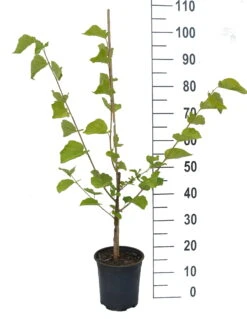 Deutschland Gartenbedarf Verkäufe 2024 -Deutschland Gartenbedarf Verkäufe 2024 Wellington Maulbeere80SnBmmCCkSmp