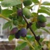 Sibirische Blaubeere / Honigbeere `Wojtek´ Lonicera Kamtschatica `Wojtek´