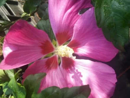 Hibiskus `Woodbridge´ Hibiscus Syriacus `Woodbridge´ 1 Hibiskus `Woodbridge´ Hibiscus Syriacus `Woodbridge´