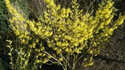 Zaubernuss `Arnold Promise´ Hamamelis X Intermedia `Arnold Promise´ -Deutschland Gartenbedarf Verkäufe 2024 Zaubernuss