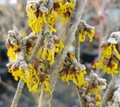 Zaubernuss `Arnold Promise´ Hamamelis X Intermedia `Arnold Promise´ -Deutschland Gartenbedarf Verkäufe 2024 Zaubernuss 4
