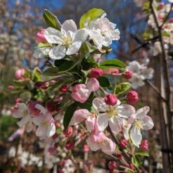 Zierapfel `Evereste´ Malus 9 Zierapfel `Evereste´ Malus -Deutschland Gartenbedarf Verkäufe 2024 Zierapfel Evereste