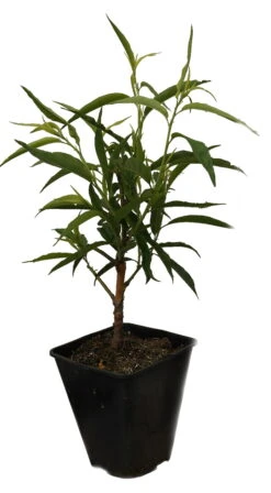 Zierpfirsich `Taoflora ® White´ (mit Essbaren Früchten) Prunus Persica `Taoflora ® White´ -Deutschland Gartenbedarf Verkäufe 2024 Zierpfirisch Taoflora white