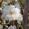 Zierpfirsich `Taoflora ® White´ (mit Essbaren Früchten) Prunus Persica `Taoflora ® White´
