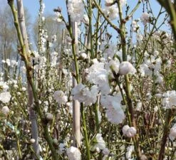 Zierpfirsich `Taoflora ® White´ (mit Essbaren Früchten) Prunus Persica `Taoflora ® White´ -Deutschland Gartenbedarf Verkäufe 2024 Zierpfirsich weiss4