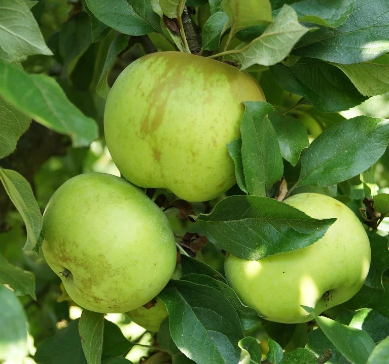 Gelber Edelapfel Malus Domestica 2 Gelber Edelapfel Malus Domestica – Bild 2