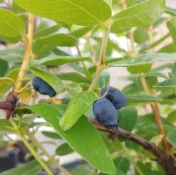 Sibirische Blaubeere / Honigbeere `Zojka Lonicera Kamtschatica `Zojka´ -Deutschland Gartenbedarf Verkäufe 2024 Zojka sibirische Blaubeere