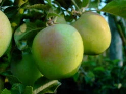 Zuccalmaglios Renette Malus Domestica