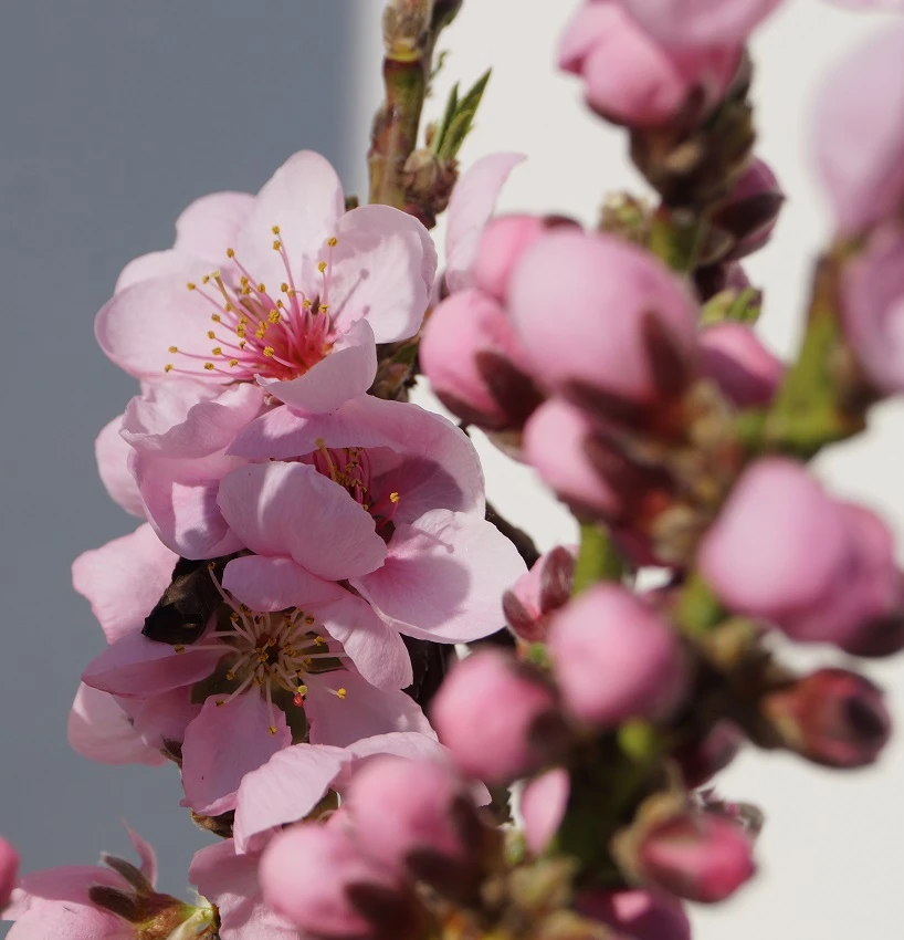 Zwergnektarine `Rubis® Necta ZeeⓈ´ Prunus Nucipersica 4 Zwergnektarine `Rubis® Necta ZeeⓈ´ Prunus Nucipersica – Bild 4