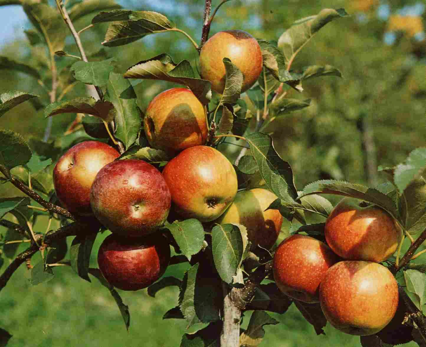 Zwergapfel Delgrina (R) Malus Domestica `Delgrina´ 1 Zwergapfel Delgrina (R) Malus Domestica `Delgrina´