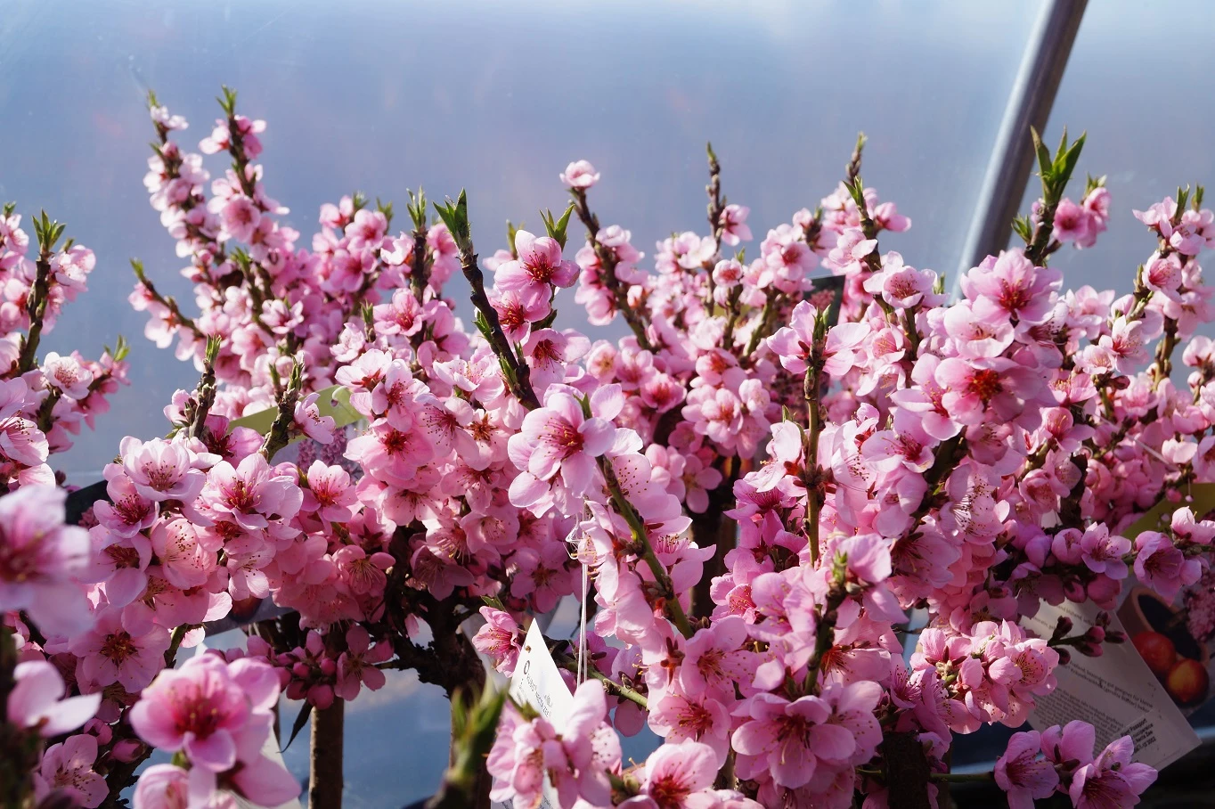 Zwergnektarine `Rubis® Necta ZeeⓈ´ Prunus Nucipersica 2 Zwergnektarine `Rubis® Necta ZeeⓈ´ Prunus Nucipersica – Bild 2