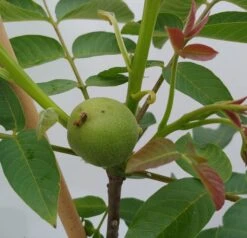 Zwerg-Walnuss Juglans Regia Var. Fertilis 6 Zwerg-Walnuss Juglans Regia Var. Fertilis -Deutschland Gartenbedarf Verkäufe 2024 Zwergwalnuss1