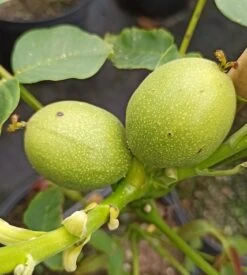 Zwerg-Walnuss Juglans Regia Var. Fertilis 7 Zwerg-Walnuss Juglans Regia Var. Fertilis -Deutschland Gartenbedarf Verkäufe 2024 Zwergwalnuss3