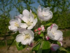 Allegro Ⓢ Malus Domestica -Deutschland Gartenbedarf Verkäufe 2024 allegro2
