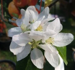 Alkmene Malus Domestica 9 Alkmene Malus Domestica -Deutschland Gartenbedarf Verkäufe 2024 almene