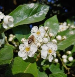 Apfeldorn Crataegus Lavallei `Carrierei´ 7 Apfeldorn Crataegus Lavallei `Carrierei´ -Deutschland Gartenbedarf Verkäufe 2024 apfeldorn 1
