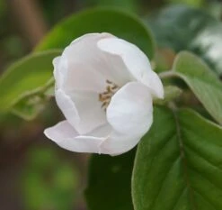 Tafelquitte Ayva® - Süßquitte, Kann Roh Verzehrt Werden Cydonia `Ayva´ 7 Tafelquitte Ayva® - Süßquitte, Kann Roh Verzehrt Werden Cydonia `Ayva´ -Deutschland Gartenbedarf Verkäufe 2024 ayva bl te