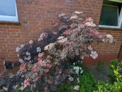 Holunder Black Lace ® Sambucus Nigra `Black Lace´ -Deutschland Gartenbedarf Verkäufe 2024 black lace6