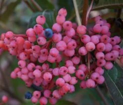 Deutschland Gartenbedarf Verkäufe 2024 -Deutschland Gartenbedarf Verkäufe 2024 brandywine33