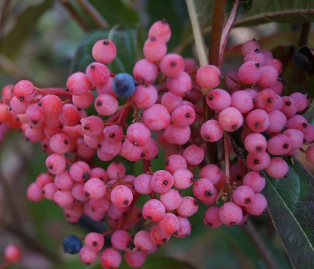 Amerikanischer Schneeball `Brandywine´ Viburnum Nudum `Brandywine´ 2 Amerikanischer Schneeball `Brandywine´ Viburnum Nudum `Brandywine´ – Bild 2