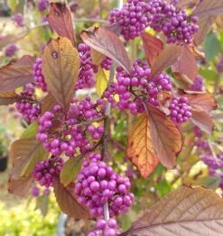 Schönfrucht, Liebesperlenstrauch Callicarpa Bodinieri `Profusion´ -Deutschland Gartenbedarf Verkäufe 2024 callicarpa
