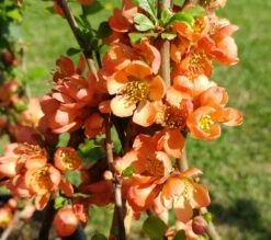 Nordische Zitrone, Zierquitte `Cido´ Chaenomeles Japonica `Cido´ 5 Nordische Zitrone, Zierquitte `Cido´ Chaenomeles Japonica `Cido´ -Deutschland Gartenbedarf Verkäufe 2024 cido 1