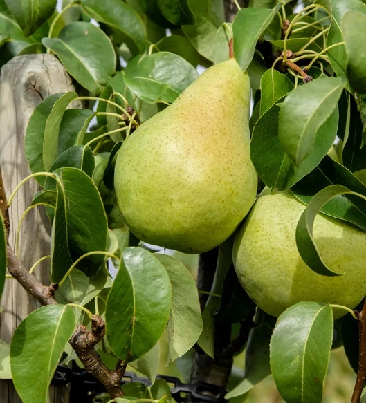 Condo Pyrus Communis `Condo´ 1 Condo Pyrus Communis `Condo´