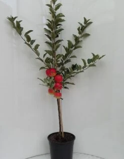 Elstar ® Malus Domestica 9 Elstar ® Malus Domestica -Deutschland Gartenbedarf Verkäufe 2024 elstar bscuhbaum