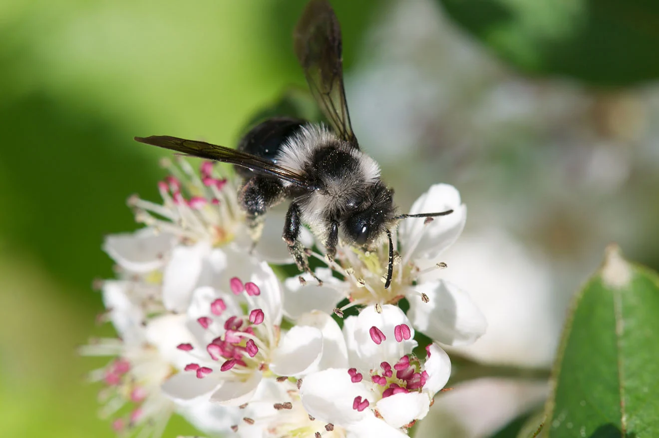 Deutschland Gartenbedarf Verkäufe 2024 58 Deutschland Gartenbedarf Verkäufe 2024 -Deutschland Gartenbedarf Verkäufe 2024 fruehlings pelzbiene 1269780 c