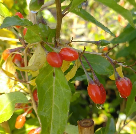 Goji / Chinesische Wolfsbeere `Big Lifeberry´ Lycium Barbarum `Big Lifeberry´ 2 Goji / Chinesische Wolfsbeere `Big Lifeberry´ Lycium Barbarum `Big Lifeberry´ – Bild 2