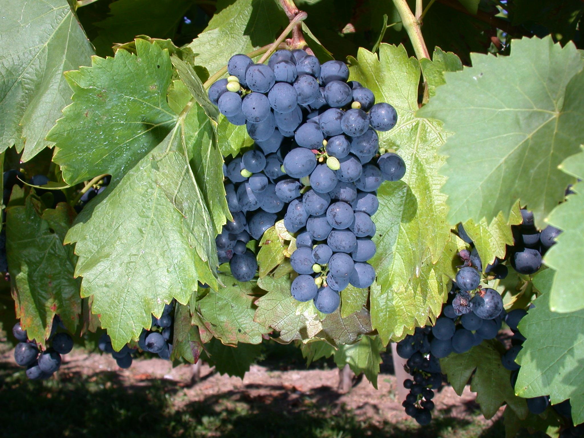 Deutschland Gartenbedarf Verkäufe 2024 11 Deutschland Gartenbedarf Verkäufe 2024 -Deutschland Gartenbedarf Verkäufe 2024 gs615834 vitis vinifera koenigliche esthertraube