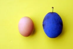 Haganta (S) Prunus Domestica `Haganta´ -Deutschland Gartenbedarf Verkäufe 2024 haganta12