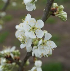 Hanita ® Prunus Domestica `Hanita -Deutschland Gartenbedarf Verkäufe 2024 hanita bl te
