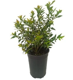 Deutschland Gartenbedarf Verkäufe 2024 -Deutschland Gartenbedarf Verkäufe 2024 hortblue petite1