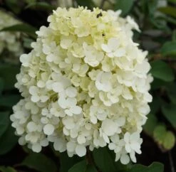 Rispenhortensie `Bobo®´ Hydrangea Paniculata `Bobo´ -Deutschland Gartenbedarf Verkäufe 2024 hortensie bobo1