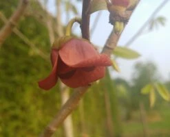 Veredelte Indianerbanane (Paw Paw) `Shenandoah®´ Asimina Triloba `Shenandoah´ 8 Veredelte Indianerbanane (Paw Paw) `Shenandoah®´ Asimina Triloba `Shenandoah´ -Deutschland Gartenbedarf Verkäufe 2024 indianaerbanane bl te5af9967b504ef