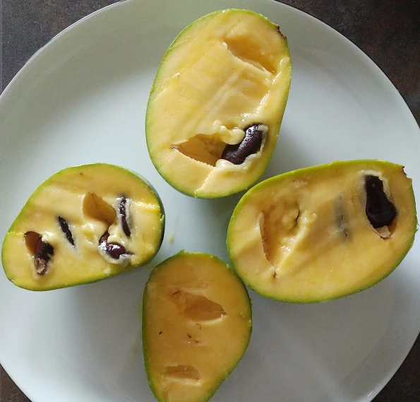 Veredelte Indianerbanane (Paw Paw) `Prima 1216´ (40-60cm) Asimina Triloba `Prima 1216´ 2 Veredelte Indianerbanane (Paw Paw) `Prima 1216´ (40-60cm) Asimina Triloba `Prima 1216´ – Bild 2