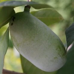 Veredelte Indianerbanane (Paw Paw) `Prima 1216´ (40-60cm) Asimina Triloba `Prima 1216´ 7 Veredelte Indianerbanane (Paw Paw) `Prima 1216´ (40-60cm) Asimina Triloba `Prima 1216´ -Deutschland Gartenbedarf Verkäufe 2024 indianerbanane43 1