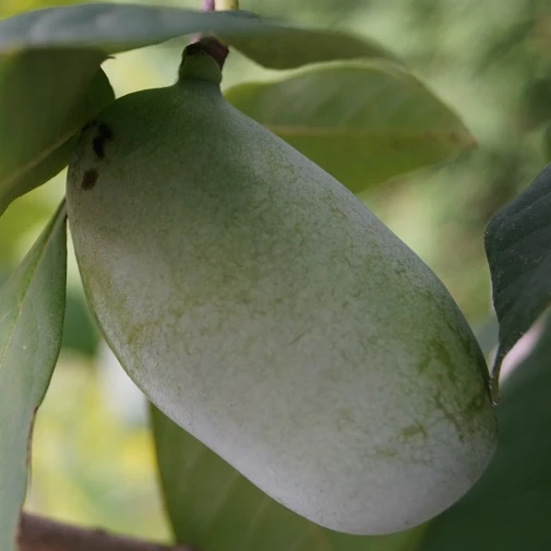 Veredelte Indianerbanane (Paw Paw) `Prima 1216´ (40-60cm) Asimina Triloba `Prima 1216´ 3 Veredelte Indianerbanane (Paw Paw) `Prima 1216´ (40-60cm) Asimina Triloba `Prima 1216´ – Bild 3